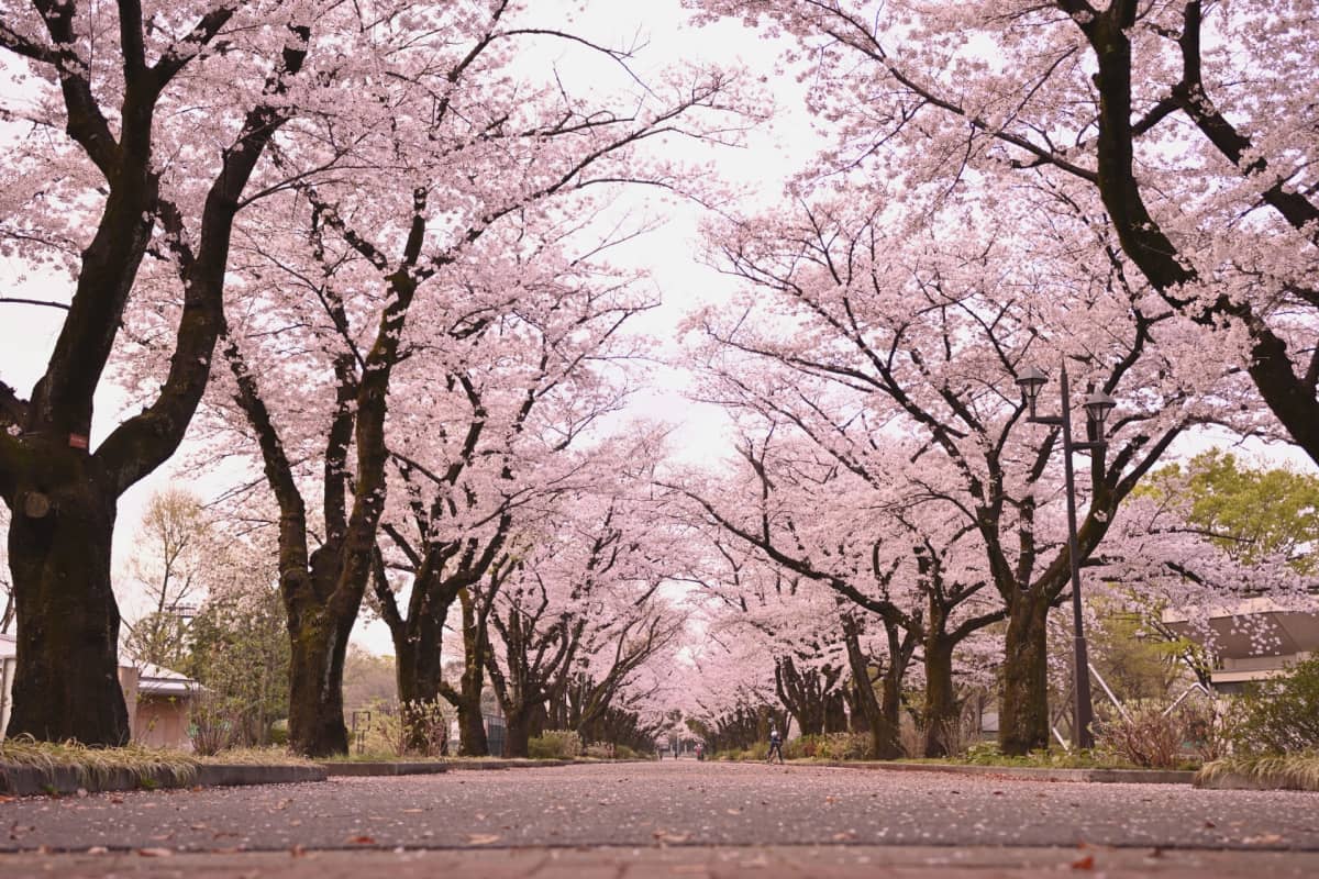 Fuchu no Mori Park in Fuchu, Tokyo, with spacious lawns, seasonal trees, walking paths, and a traditional Japanese garden.