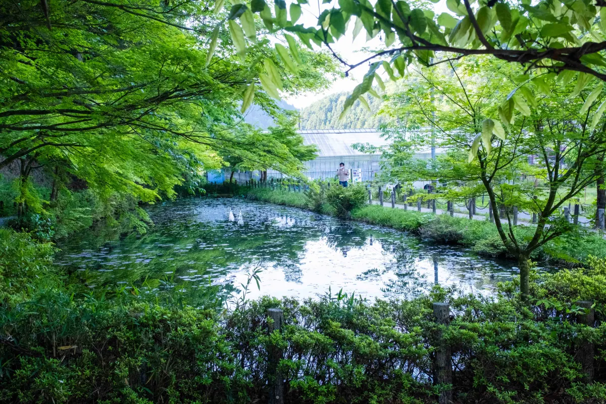 A pond in Japan that is famous for its resemblance to the famous painting Monet's pond