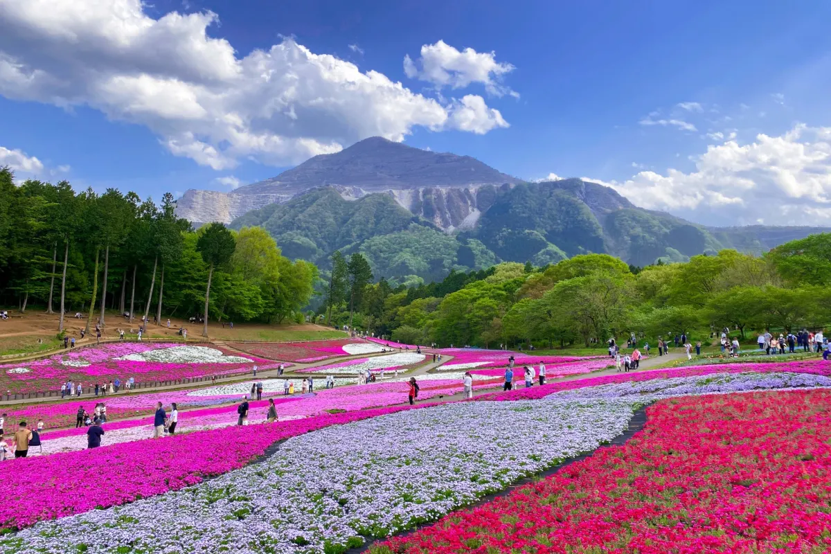 shibazakura or moss phlox in hitsujiyama park in saitama, japan