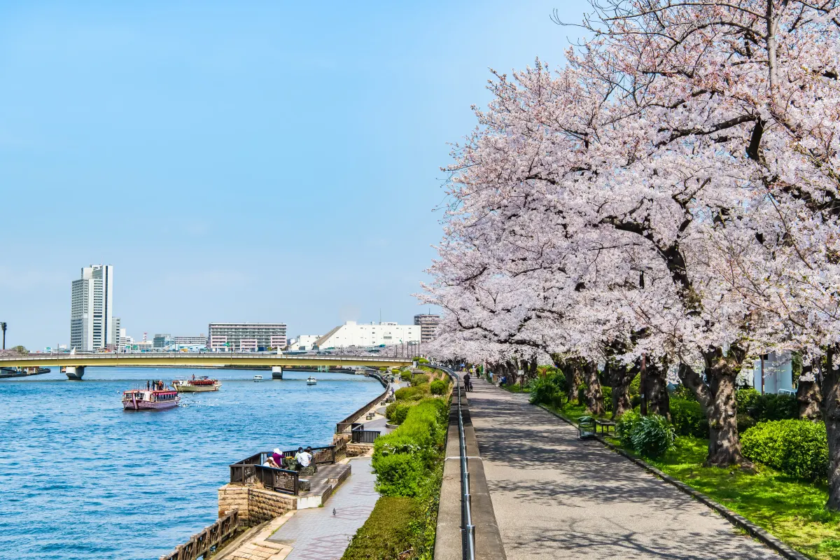 Cherry blossoms at Sumida Park Tokyo