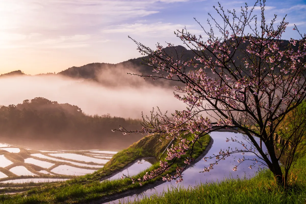 Illuminated terraced rice fields in Japan