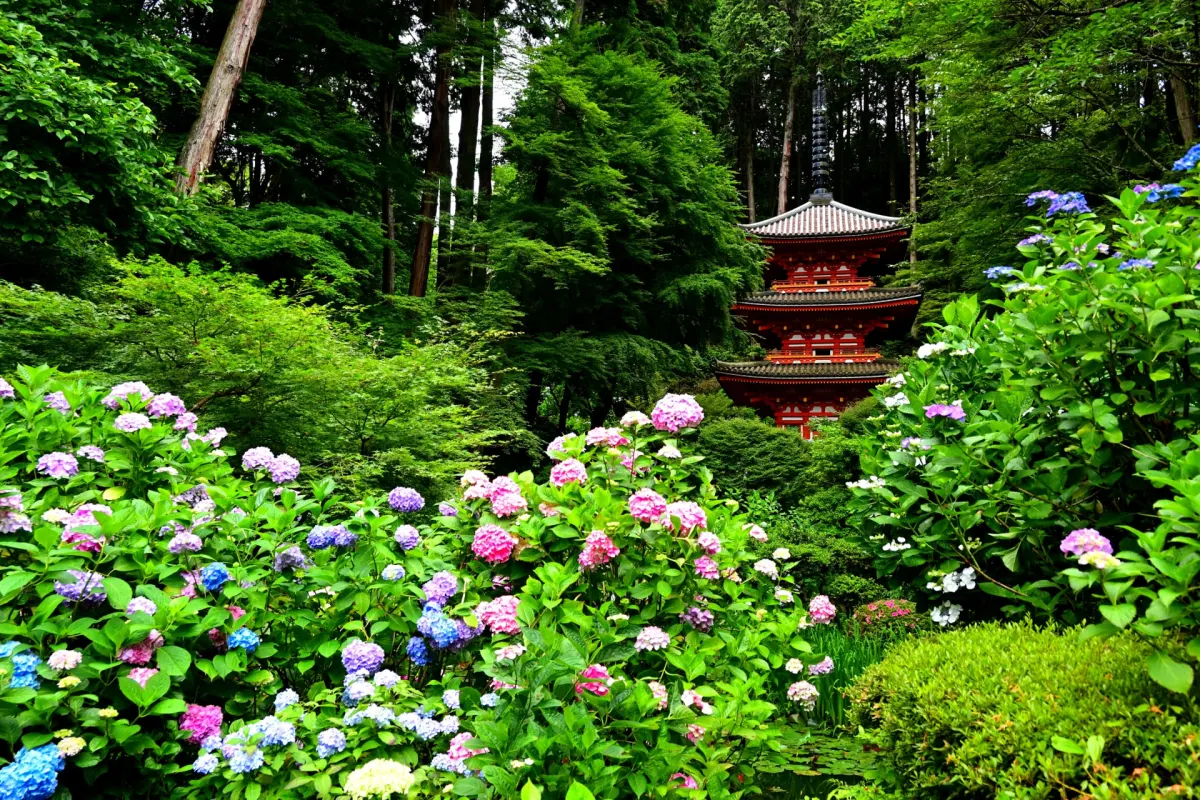 Gansenji Temple - kyoto hydrangea temple
