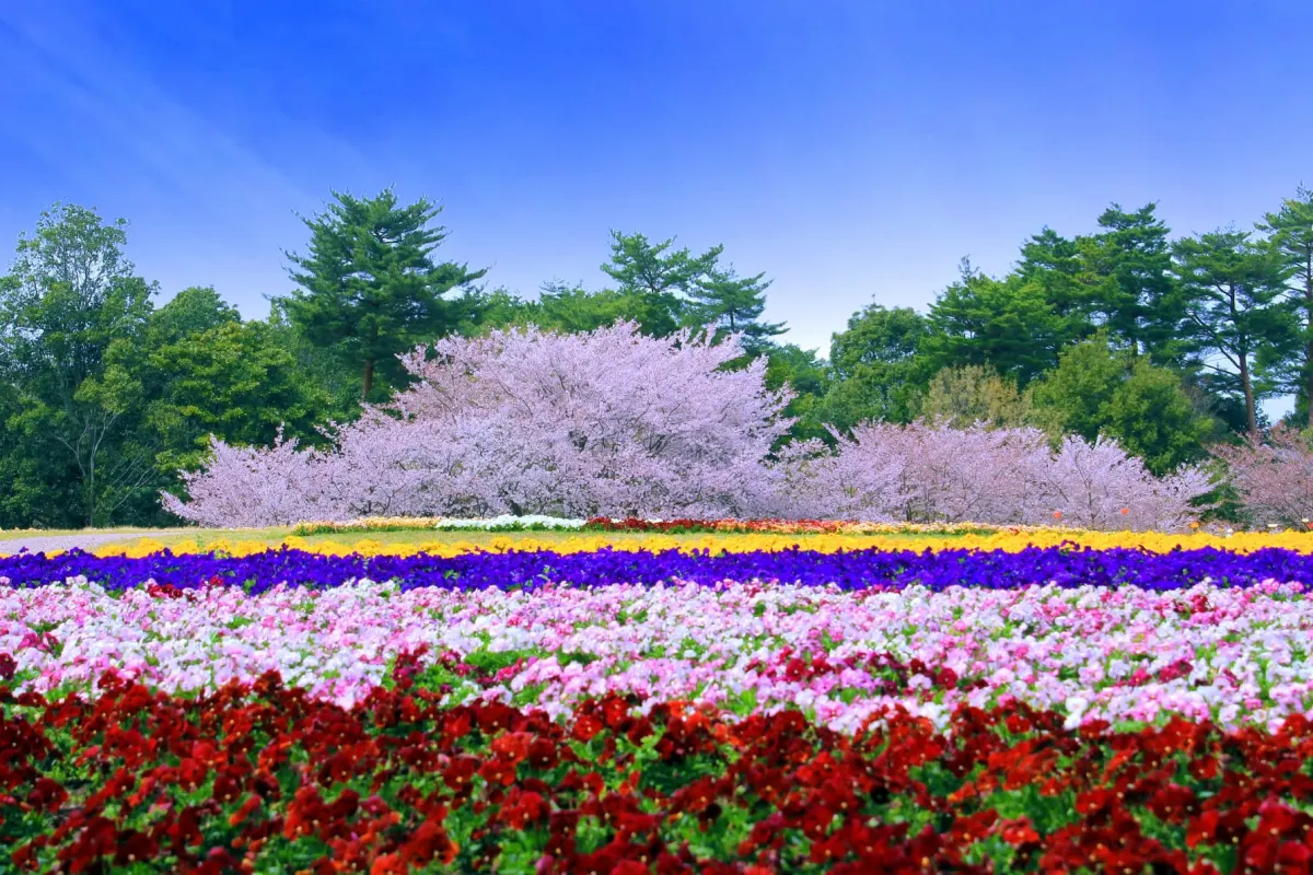 Tottori Hanakairo Flower Park - largest flower park in Japan