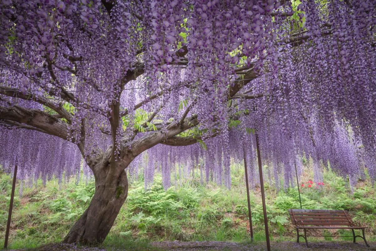 Byakugō‑ji Temple Hyōgo - wisteria temple and festival