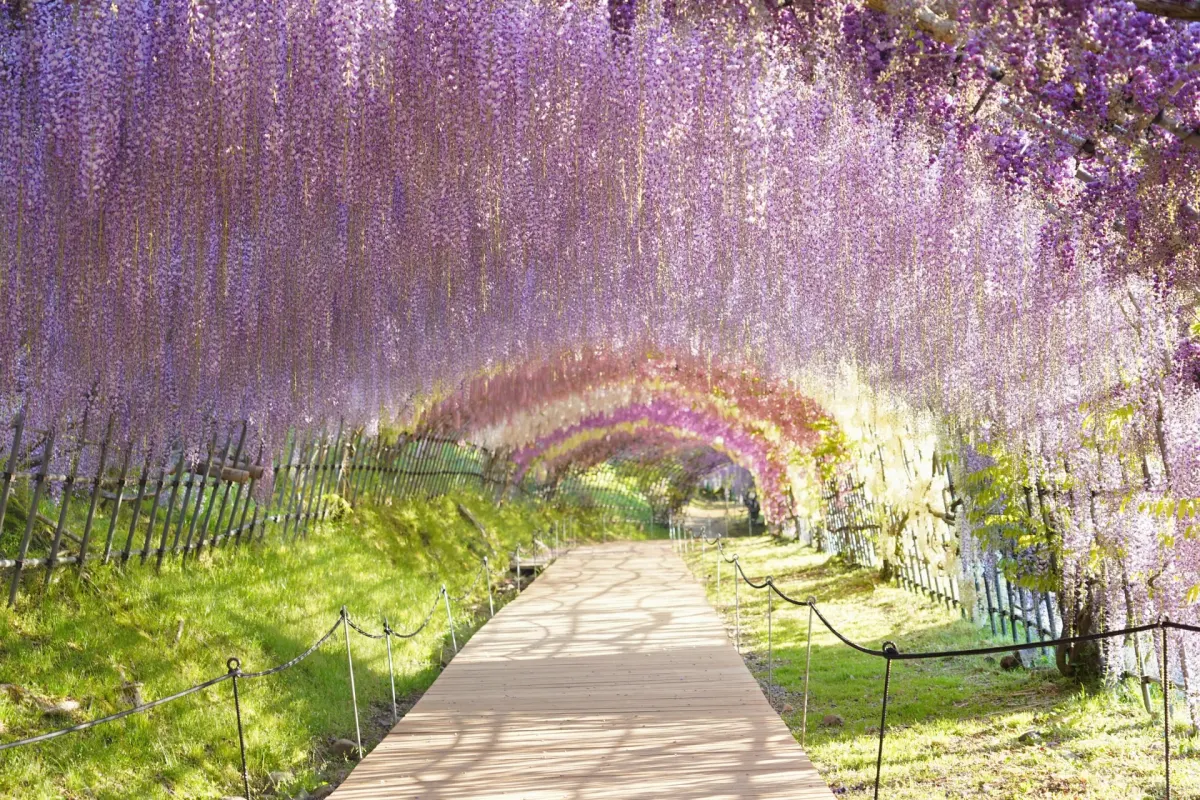 Kawachi Wisteria Garden - wisteria tunnel photo spot in japan