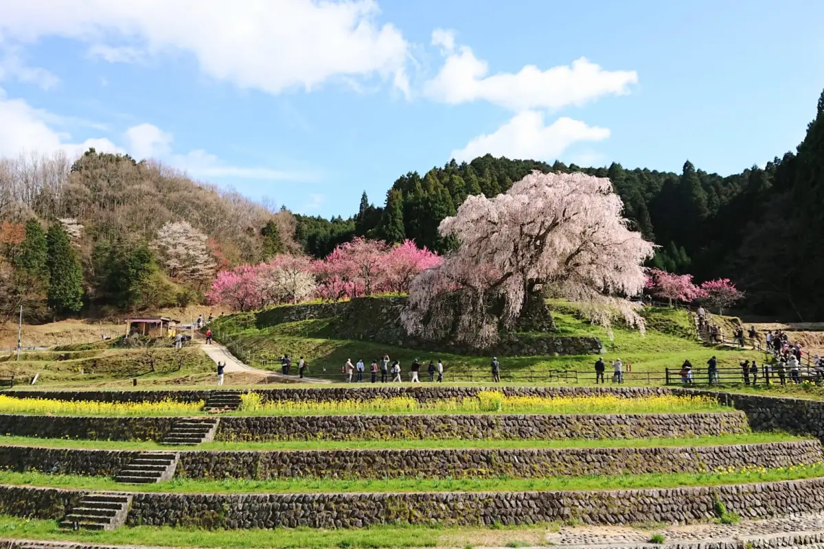 Matabei Zakura Cherry Tree - 300‑year‑old weeping cherry tree