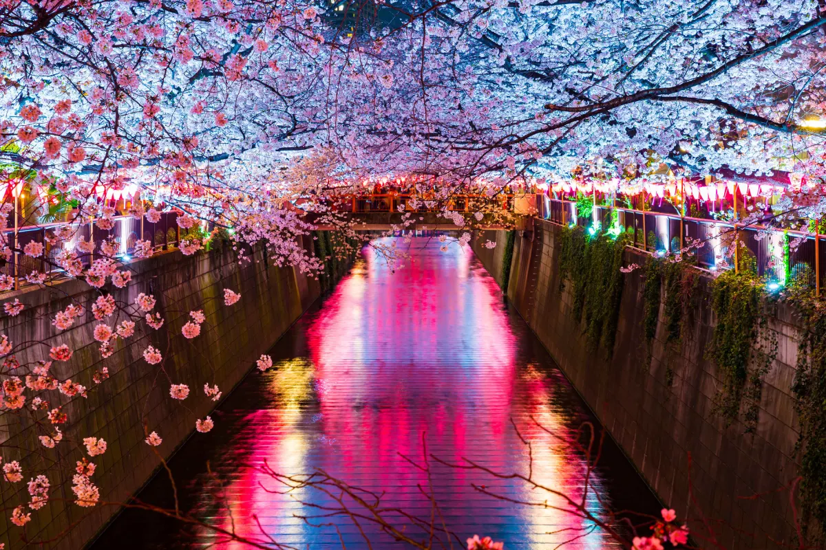 Meguro River Cherry Blossoms - Tokyo's Favorite Cherry Blossom Spot