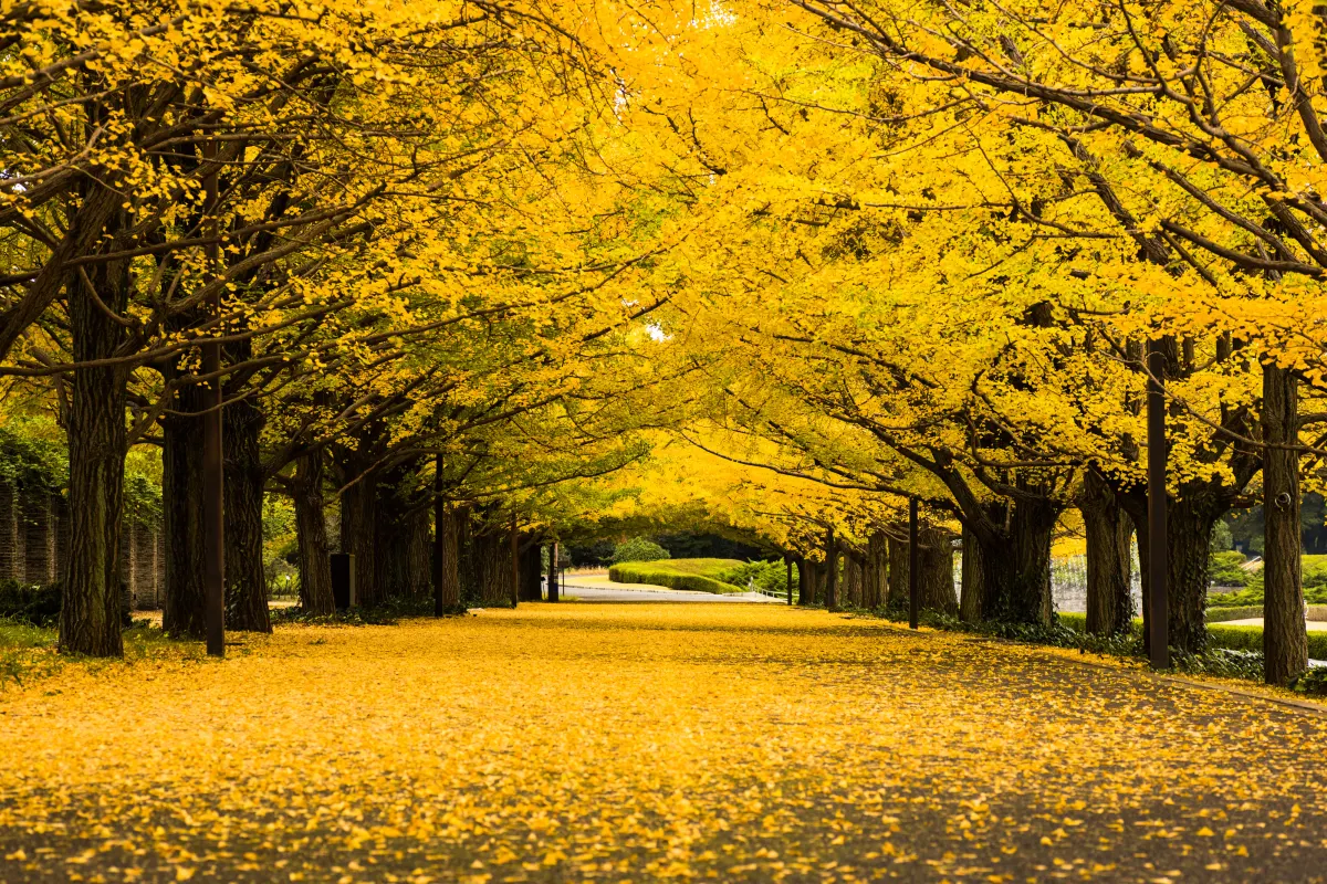 showa kinen park in tokyo - gingko tree spot