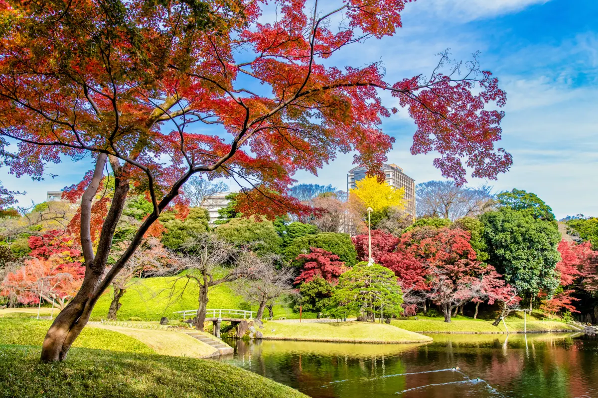 autumn foliage at koishikawa korakuen park in tokyo japan