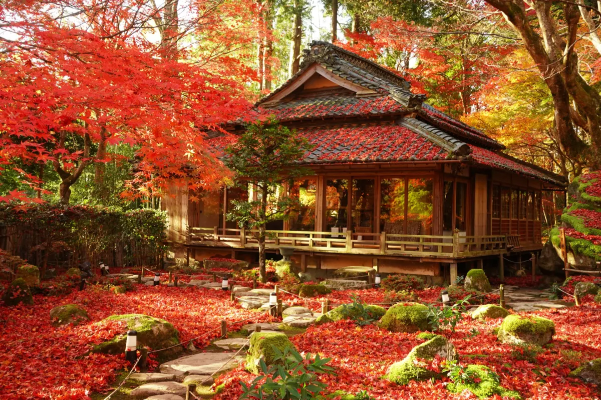A serene mountain temple in Omihachiman surrounded by vibrant autumn maple trees, with moss-covered stone gardens, traditional wooden structures, and quiet walking paths layered in red and gold leaves.