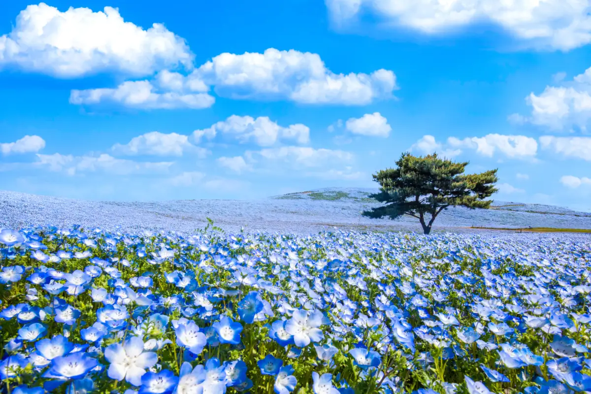 Panoramic view of Hitachi Seaside Park’s famous flower fields, where seasonal blooms transform the landscape throughout the year.