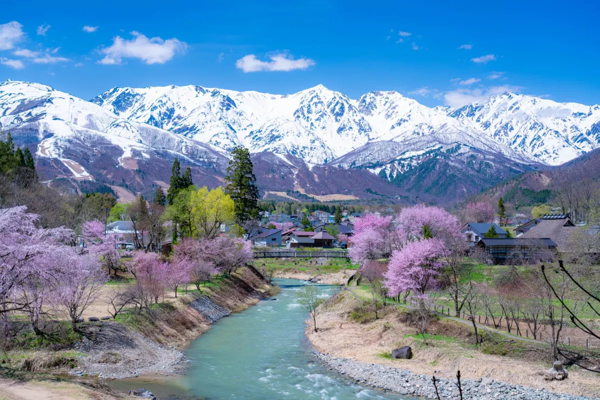 Cherry blossoms and the Hakuba Three Peaks viewed from Oide Park observation deck in Nagano Prefecture.