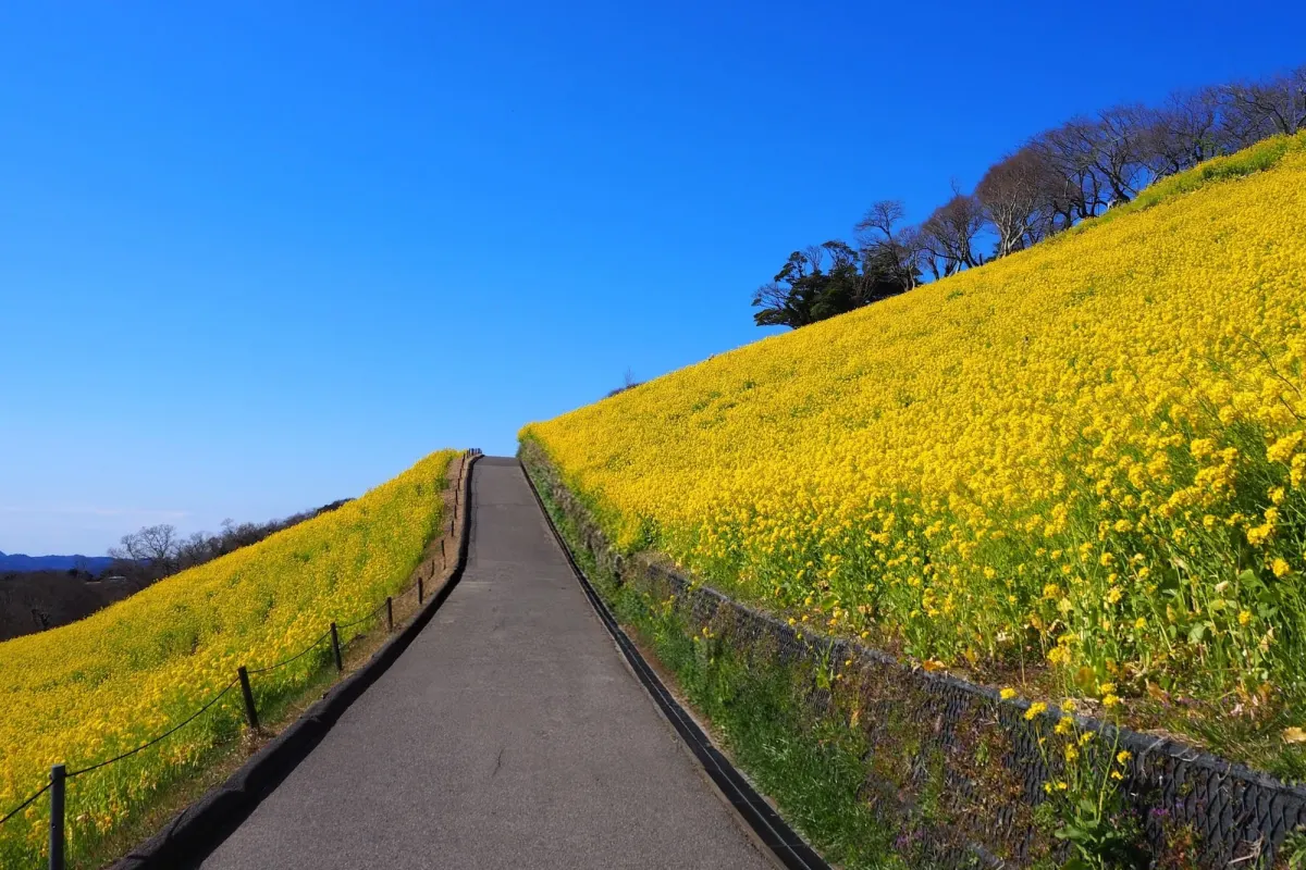Scenic walking paths through seasonal blooms and grassy hillsides in Chiba Prefecture