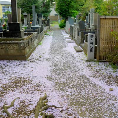 Cherry blossom and Yanaka Cemetery