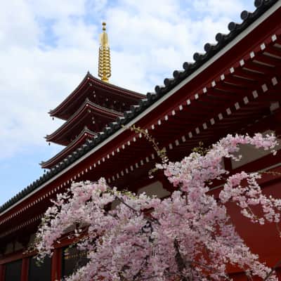 sensoji temple in asakusa japan