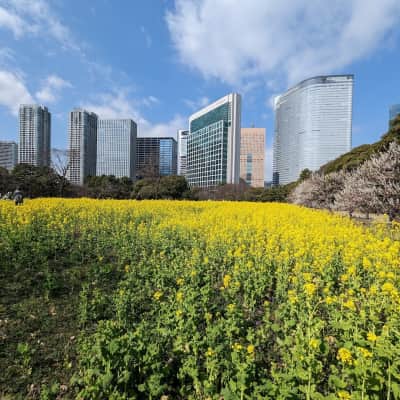 Hamarikyu Gardens image