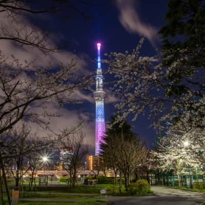 Cherry blossoms at Sumida Park Tokyo