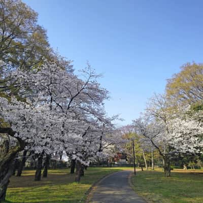 Yoyogi Park image