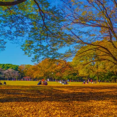 Yoyogi Park Tokyo - Best parks in Tokyo