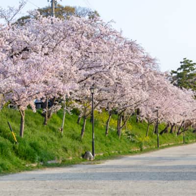 Tennogawa Park image