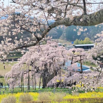 Miharu Takizakura image