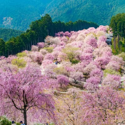 Takami no Sato - Nara cherry blossom garden