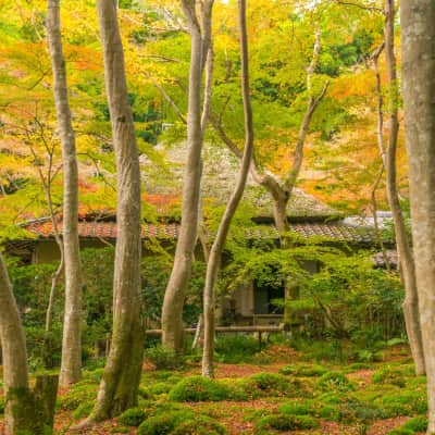 Gioji Temple Kyoto Moss Garden - Quiet temple Kyoto
