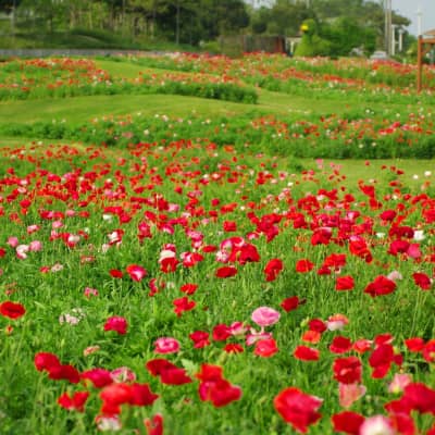 Akashi Kaikyo National Government Park - Awaji Island flower park