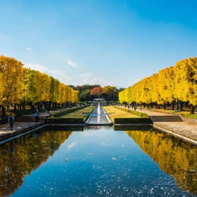 showa kinen park in tokyo - gingko tree spot