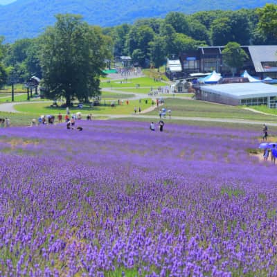A scenic view of lavender fields with distant mountain backdrop at Tambara Lavender park