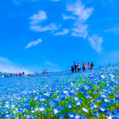 Vast fields of blue nemophila bloom across Miharashi Hill in Hitachi Seaside Park, creating a stunning coastal landscape under bright skies.
