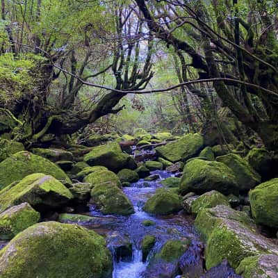 A moss-covered hiking trail winds through the ancient cedar forest of Shiratani Unsuikyo Gorge on Yakushima Island, surrounded by towering Yakusugi trees, lush green moss, and misty mountain scenery.