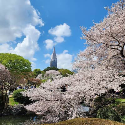 Shinjuku Gyoen National Garden image