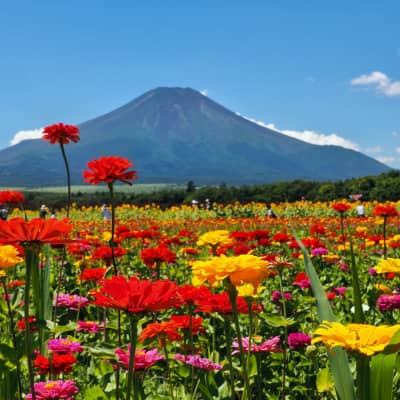 Seasonal flower fields at Yamanakako Hana no Miyako Park with Mount Fuji in the background