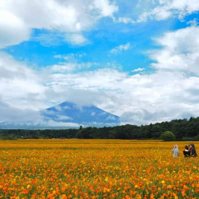 Seasonal flower fields at Yamanakako Hana no Miyako Park with Mount Fuji in the background