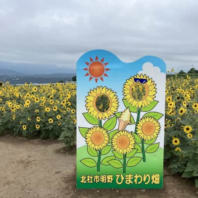 Akeno Sunflower Field image