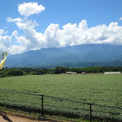 Akeno Sunflower Field image