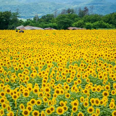 Vast sunflower fields blooming beneath the mountains in Yamanashi Prefecture