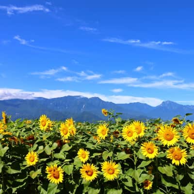 Vast sunflower fields blooming beneath the mountains in Yamanashi Prefecture