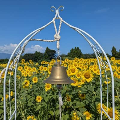 Zama Sunflower Field image