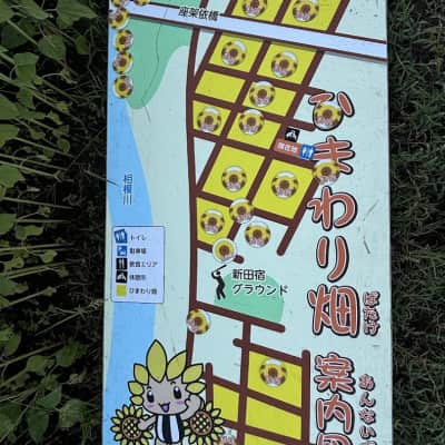 Zama Sunflower Field image
