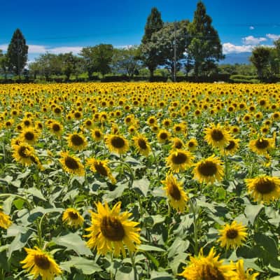 Vast fields of blooming sunflowers stretching across the countryside under a bright summer sky in Zama, Kanagawa