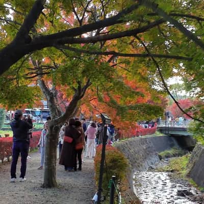 Kawaguchiko Maple Corridor image