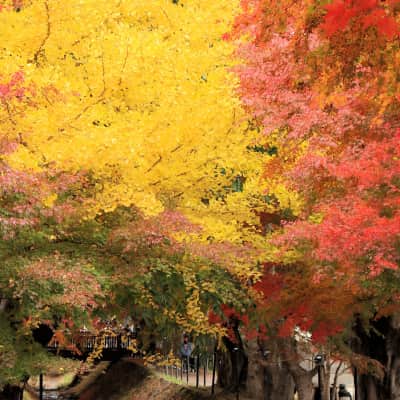Maple trees lining the scenic Kawaguchiko Maple Corridor in autumn.