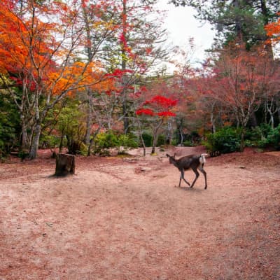 Momijidani Park with maple trees and riverside walking path on Miyajima Island.