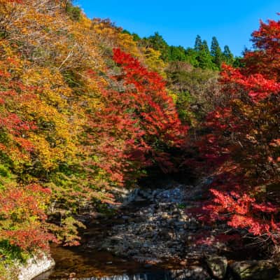 Crystal-clear river flowing through Kuroson Gorge surrounded by lush mountain forest.