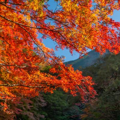 Crystal-clear river flowing through Kuroson Gorge surrounded by lush mountain forest.