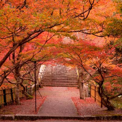 Kosan-ji Temple surrounded by cedar forest and seasonal maple trees in Kyoto.