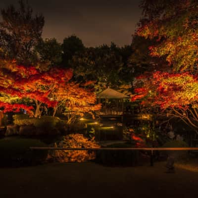Tranquil Japanese strolling garden with a pond, maple trees, and seasonal scenery.