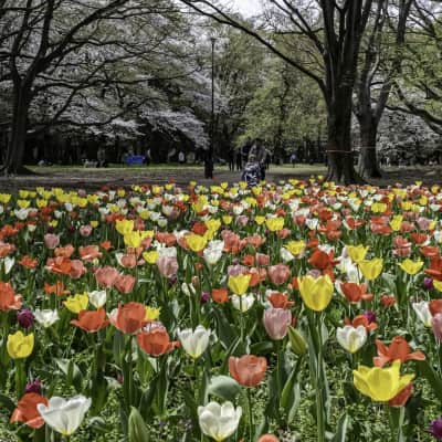 Kinuta Park image